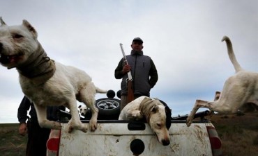 En Carmen de Patagones, autorizan cazar jabalíes porque son una plaga