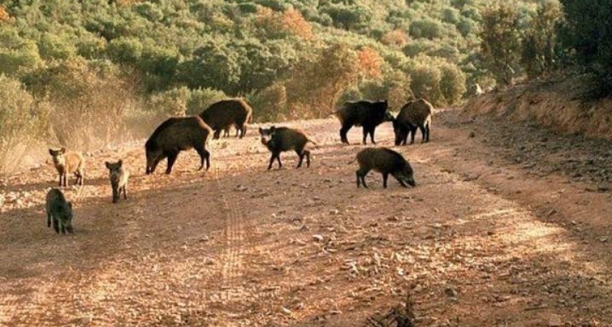 SAN LUIS: Habilitan la caza deportiva del jabalí y la liebre orejuda para evitar accidentes