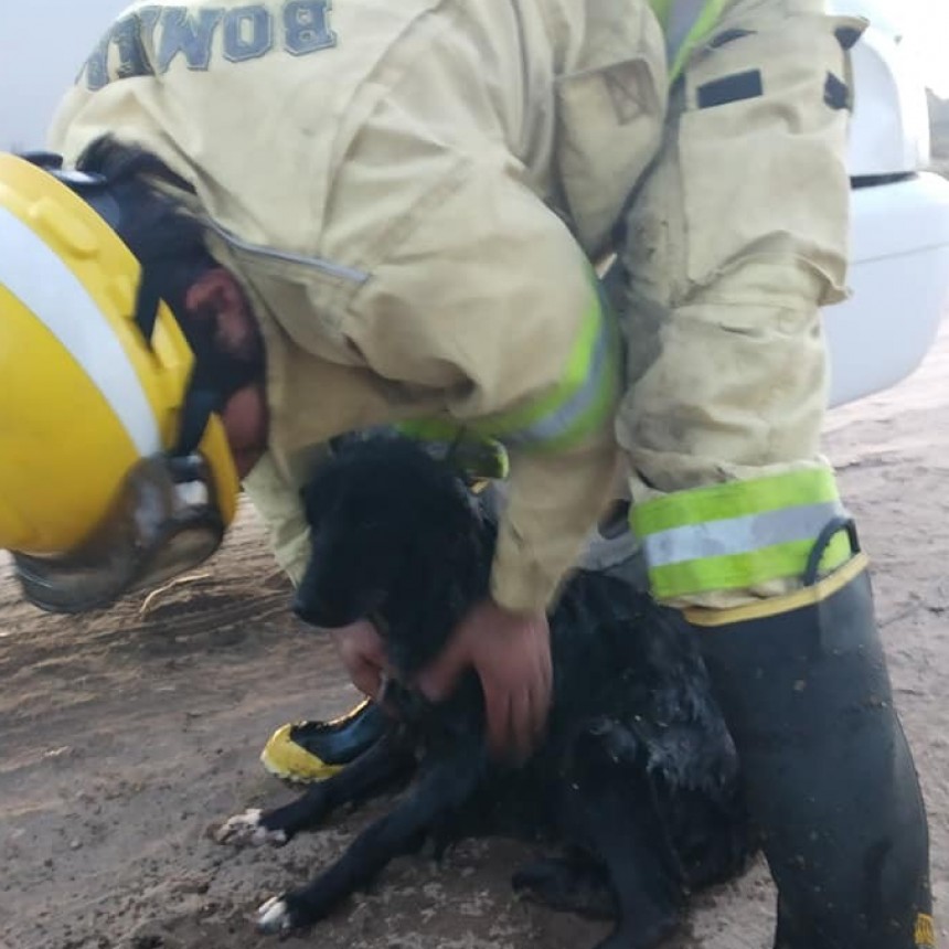 BOMBEROS RESCATAN PERRO DE LOS PISADEROS
