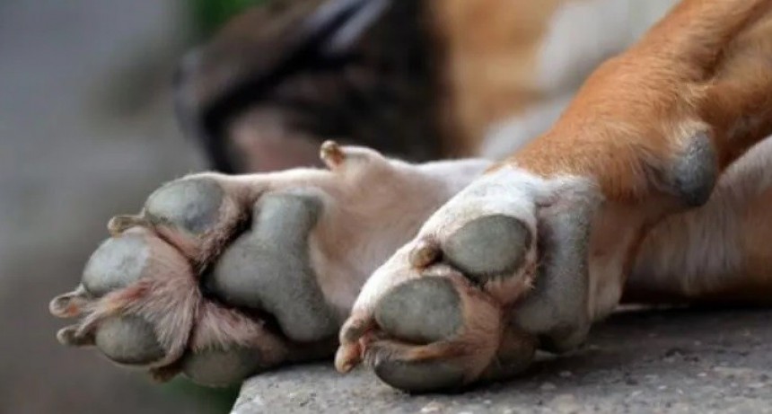 Mutilaron y mataron un perro, lo arrojaron a la vía publica