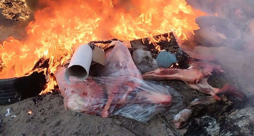 Incineraron 2.000 kilos de carne vacuna secuestradas
