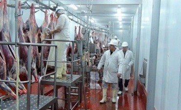 FAENA DE CIERVOS EN EL FRIGORÍFICO SANTA ISABEL