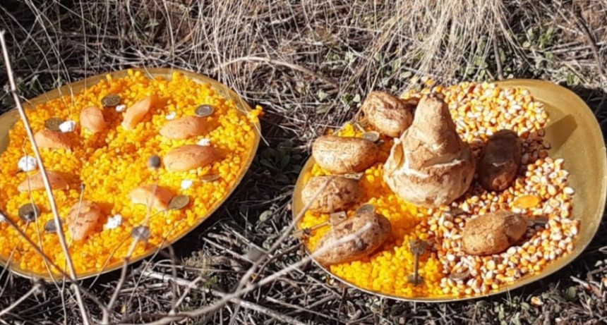 Ritual satánico en campo cercano a Victorica ?