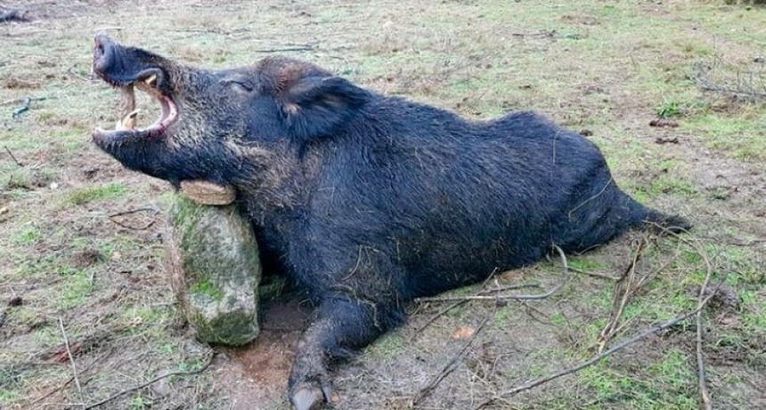 SE DETECTARON DOS JABALÍES CON TRIQUINOSIS 
