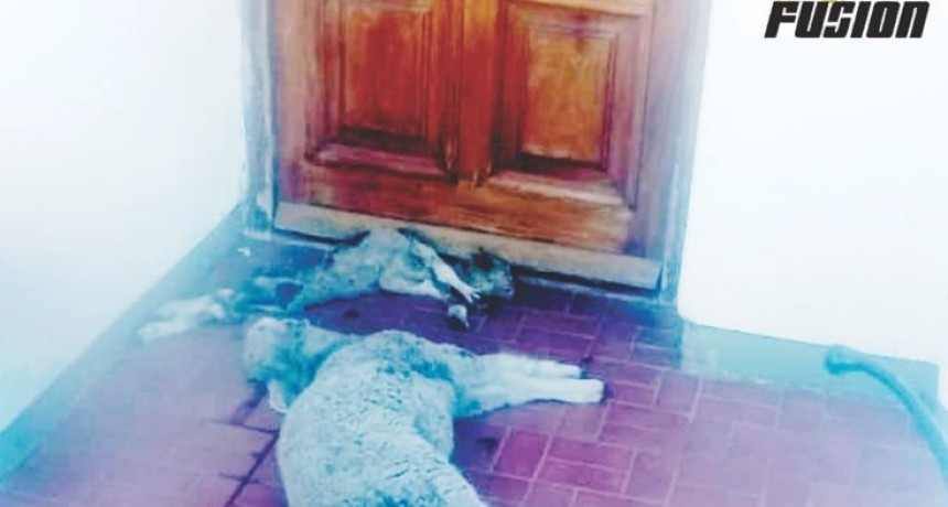 Catriló: Agredieron la casa del Intendente Delfino arrojando corderos muertos en la puerta