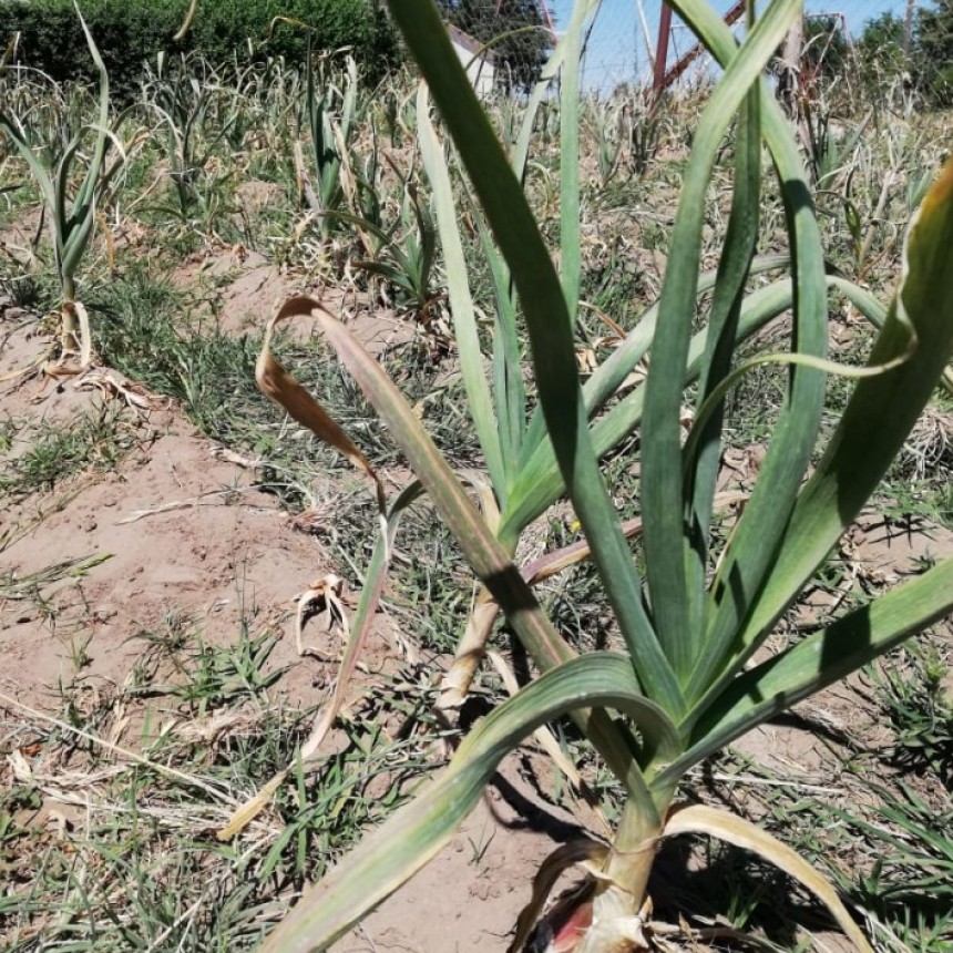 6 DE AGOSTO “DÍA NACIONAL DE LA EDUCACIÓN AGRARIA” 
