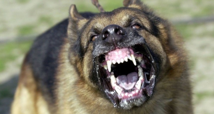 VICTORICA: PERRO ATACO A VECINA