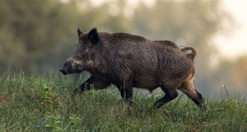 La Pampa restableció las temporadas de caza y pesca 2020