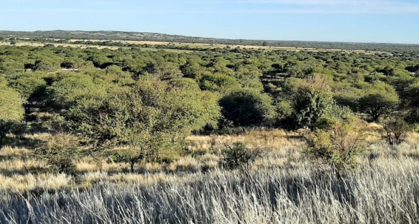 Avanza la creación del Parque Nacional El Caldenal 