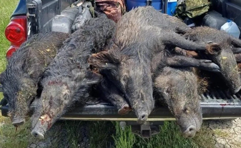 Cazadores pampeanos advierten sobre el riesgo de cazar hembras de jabalí 
