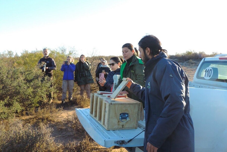 Liberación de cardenales amarillos en la Reserva Provincial Pichi Mahuida