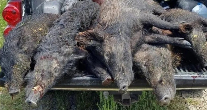 Cazadores pampeanos advierten sobre el riesgo de cazar hembras de jabalí 