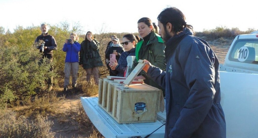 Liberación de cardenales amarillos en la Reserva Provincial Pichi Mahuida