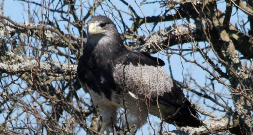 LIBERACIÓN DE ÁGUILA MORA FAUNA SILVESTRE