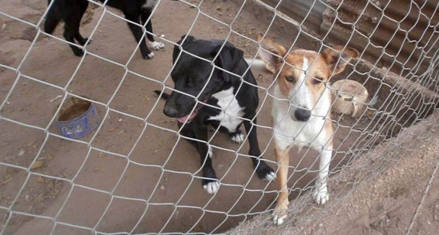 Vidanimal rechazó el proyecto de hotelería canina y pidió a intendentes que «recapaciten»