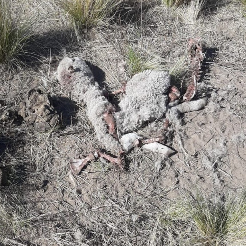 PRODUCTORES INDIGNADOS POR PERROS ASESINOS...QUIEN SE HACE CARGO?