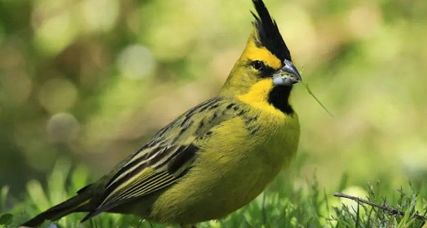 FIRMARON CONVENIO PARA PROTEGER EL CARDENAL AMARILLO DE BOSQUES NATIVOS
