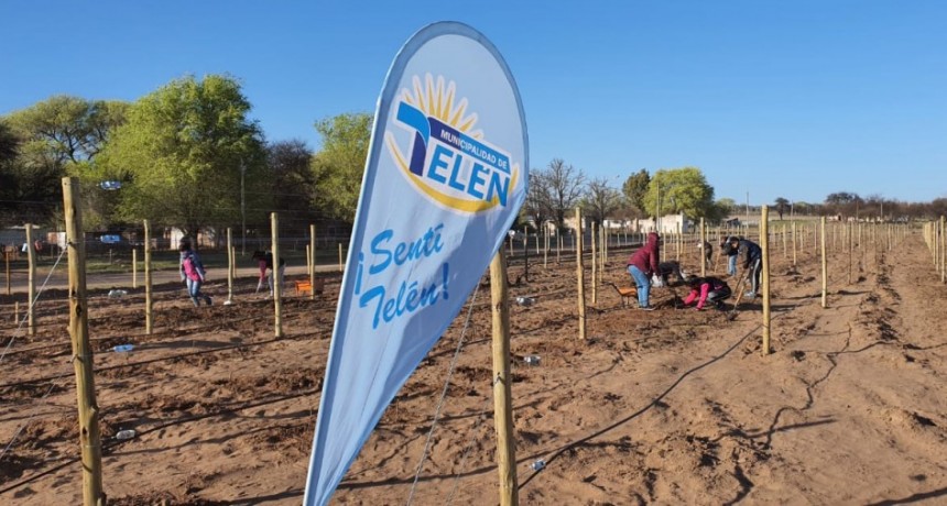 VIÑEDOS EN TELEN : HEMOS SIDO PARTE DE TODO ESTO
