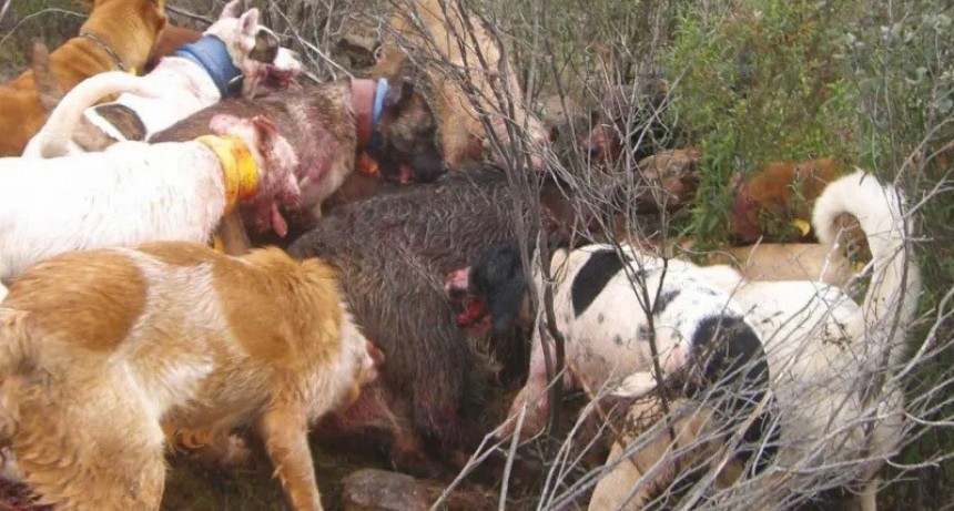  Extienden la temporada de caza con jauría 