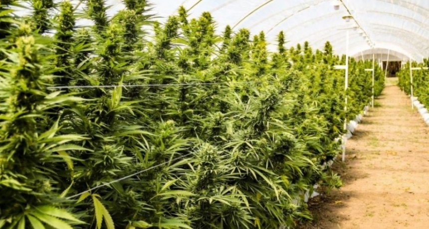 En la Huerta Municipal de Acha plantarán 5 mil plantas de cannabis