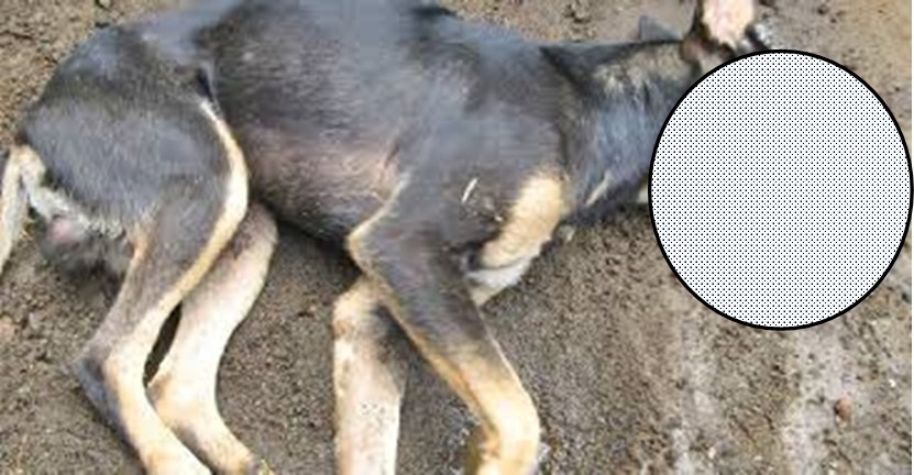 Alerta por el envenenamiento de seis perros