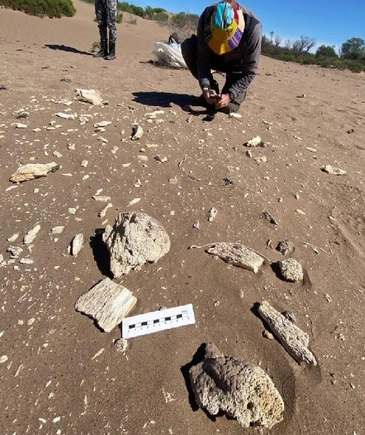 ENCUENTRAN PIEZAS ARQUEOLÓGICAS EN ARBOL SOLO