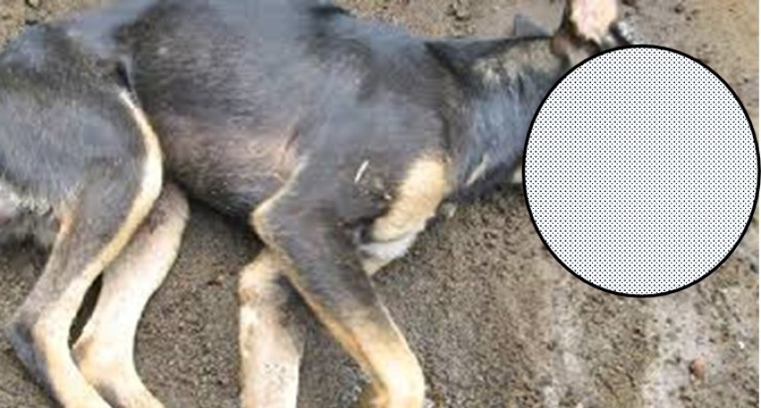Alerta por el envenenamiento de seis perros