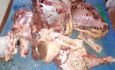 Va a la cárcel por faenar un novillo del patrón