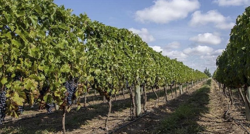 La Pampa potencia el turismo del vino para atraer visitas tras la pandemia