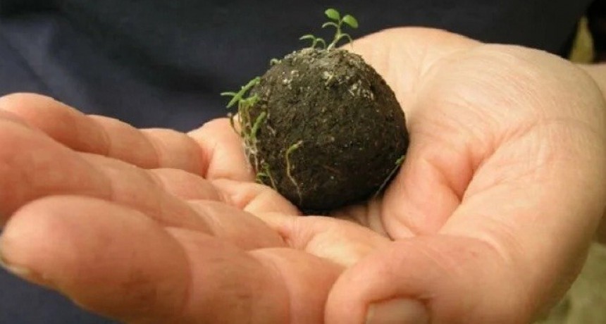 Guardaparques cordobeses preparan &ldquo;bombas de semillas&rdquo; para la reforestaci&oacute;n de las sierras