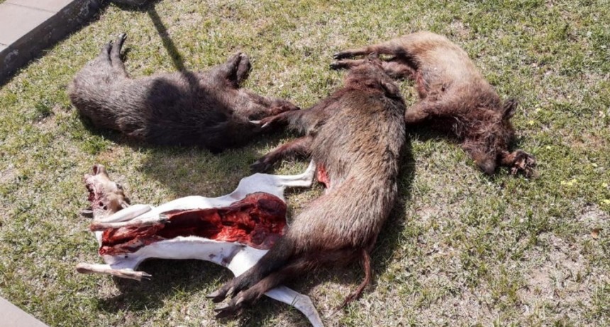 LUAN TORO: DEMORAN A CAZADORES CON 3 JABALIES Y UN ANTILOPE EN EPOCA DE VEDA