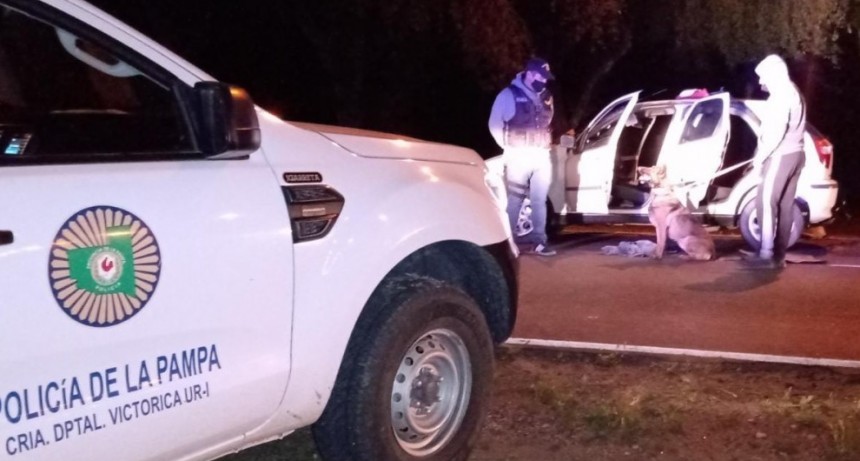 SECUESTRAN MARIHUANA, GRACIAS A LA PERRA AKILA