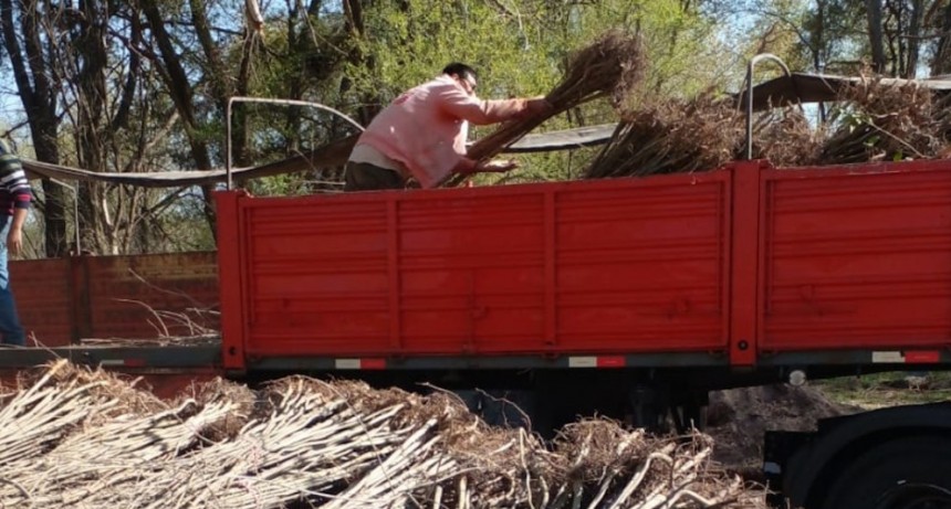 La Pampa vendió más de 32.000 árboles a San Luis