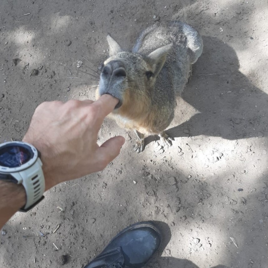 Recursos Naturales siempre preserva el bienestar de los animales y en mi caso comprobó que están muy bien cuidados