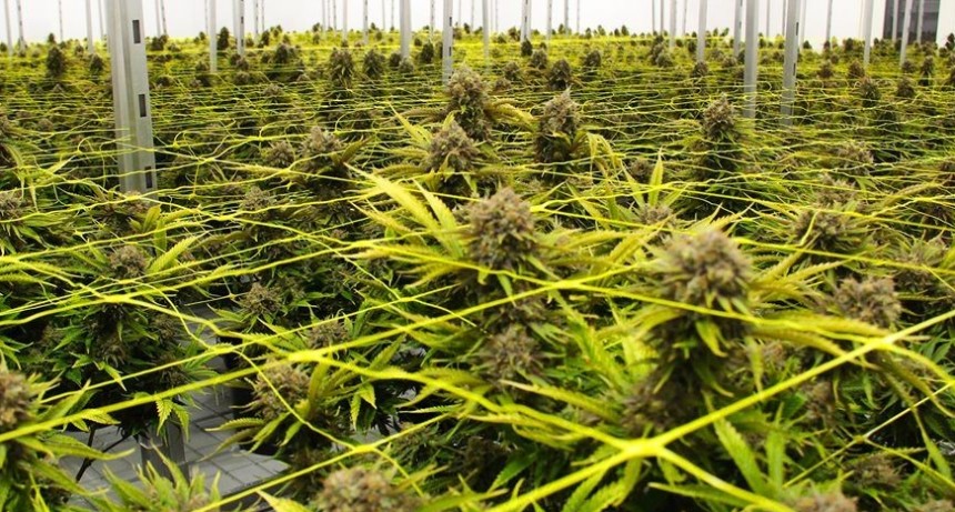 CANNABIS MEDICINAL: EL INTA PLANTARÁ DOS HECTÁREAS EN RÍO NEGRO