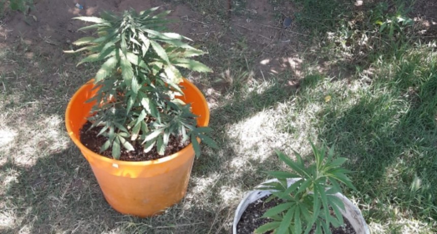 VICTORICA: SECUESTRAN 2 PLANTAS DE MARIHUANA