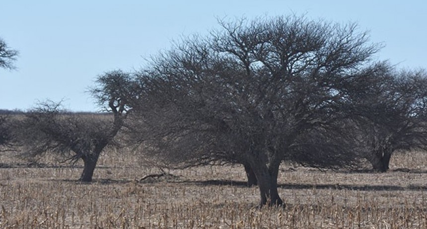 Sequía: Nación ratificó la emergencia agropecuaria para La Pampa