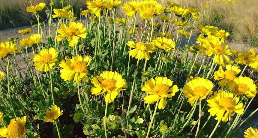 Se celebra hoy el Día de la Margarita Pampeana, la flor provincial