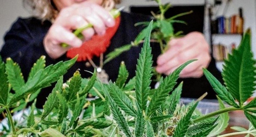 Legalizan el autocultivo de cannabis para uso medicinal y la venta de aceite en farmacias