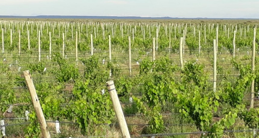 INDUSTRIA VITIVINÍCOLA EN LA PAMPA