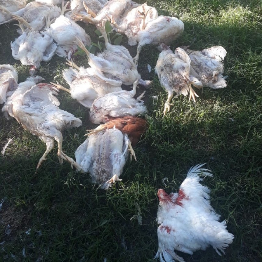 VICTORICA: LOS PERROS LE MATARON LOS POLLOS EN EL POLO DE DESARROLLO PRODUCTIVO, RECLAMÓ AL MUNICIPIO Y LE DIJERON QUE NO ERA LUGAR PARA PRODUCIR
