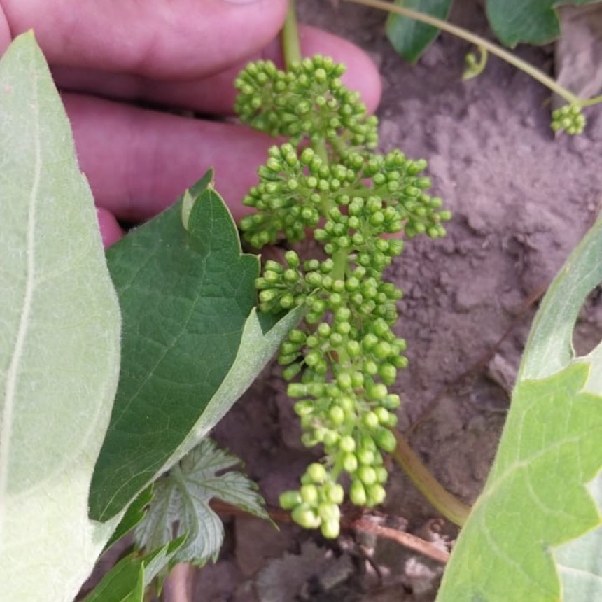 Heladas tardías: no afectaron a viñedos de Casa de Piedra