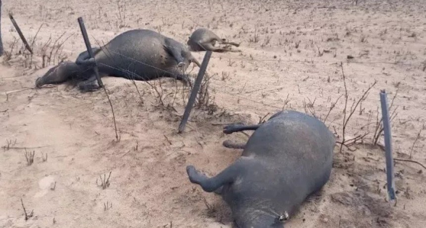 Incendio en el oeste quemó vacas, caballos y alambrados 