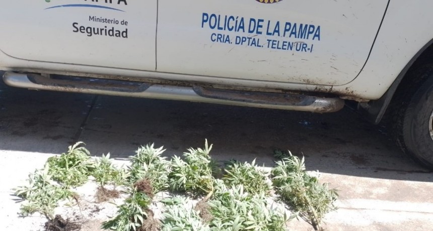 TELEN: SECUESTRAN PLANTAS DE MARIHUANA Y RECUPERAN ELECTRODOMESTICOS