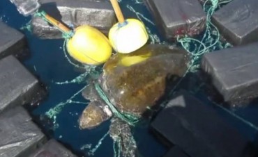 Una enorme tortuga entre 800 kilogramos de cocaína.