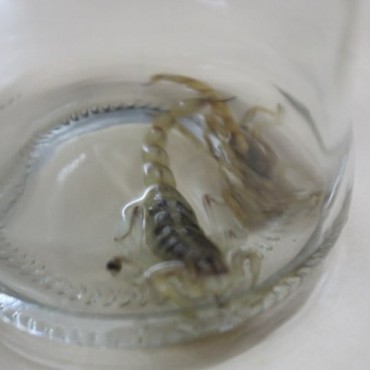 Alacranes en Victorica