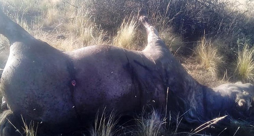 Denuncian por matar a un caballo a tiros, por servir una yegua pura sangre