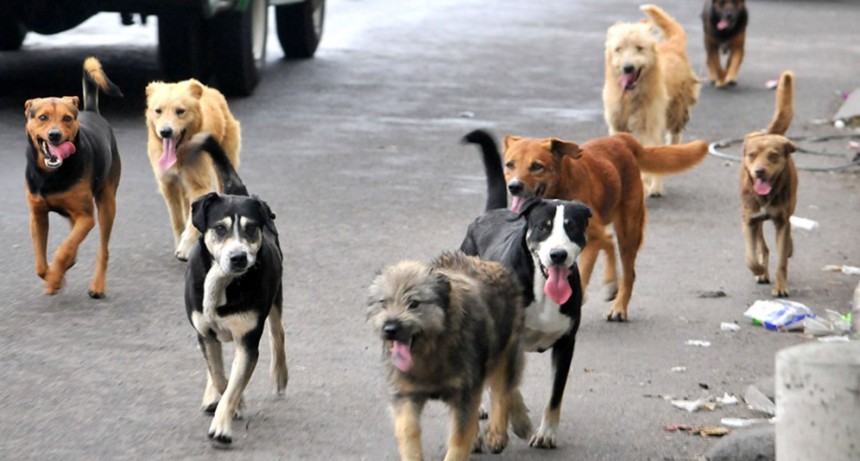 Los perros deben permanecer en los patios